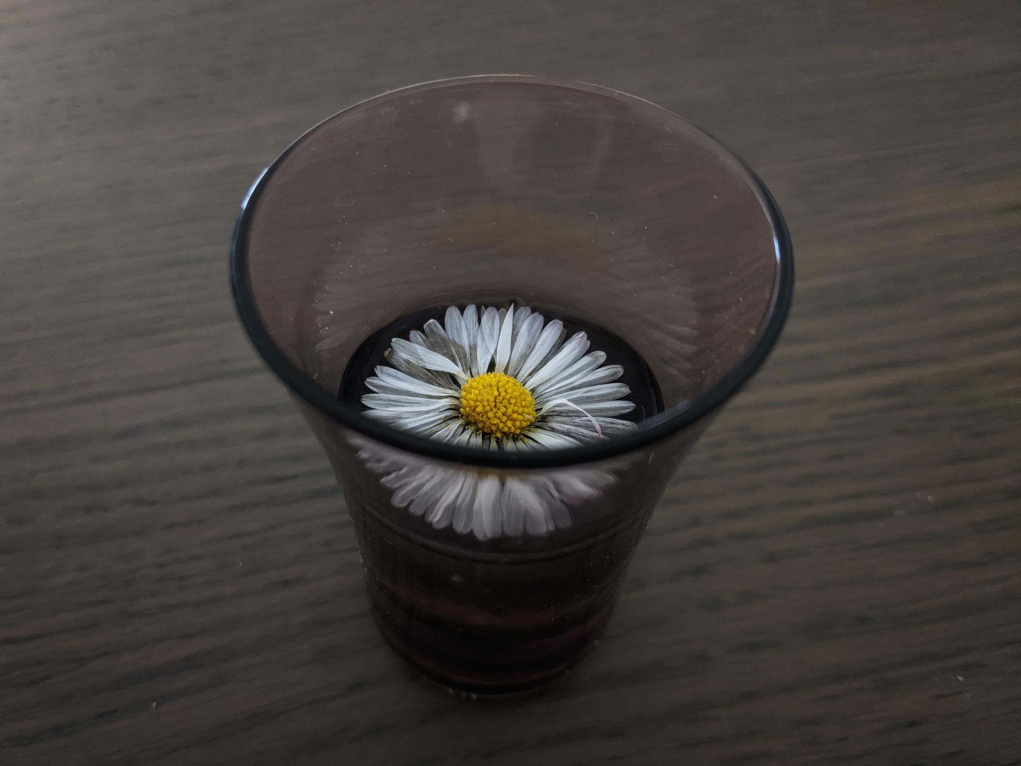 Tiny glass of water with daisy flower