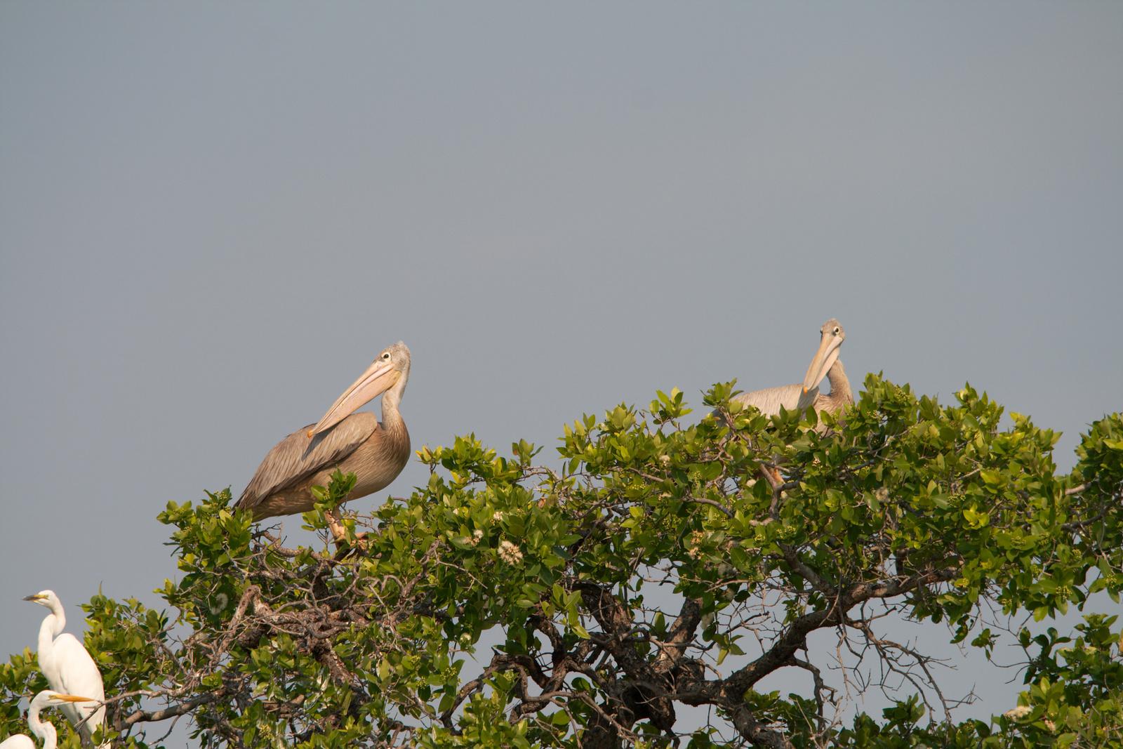 Pelicans in tree in Botswana