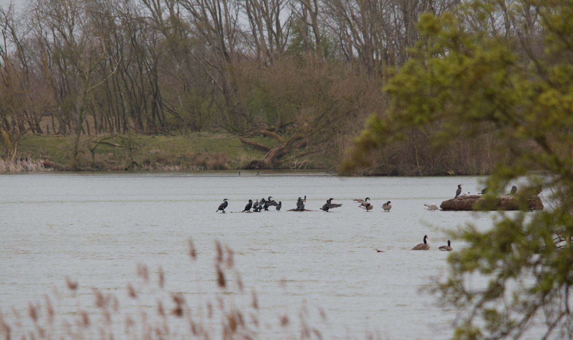 Assorted water birds