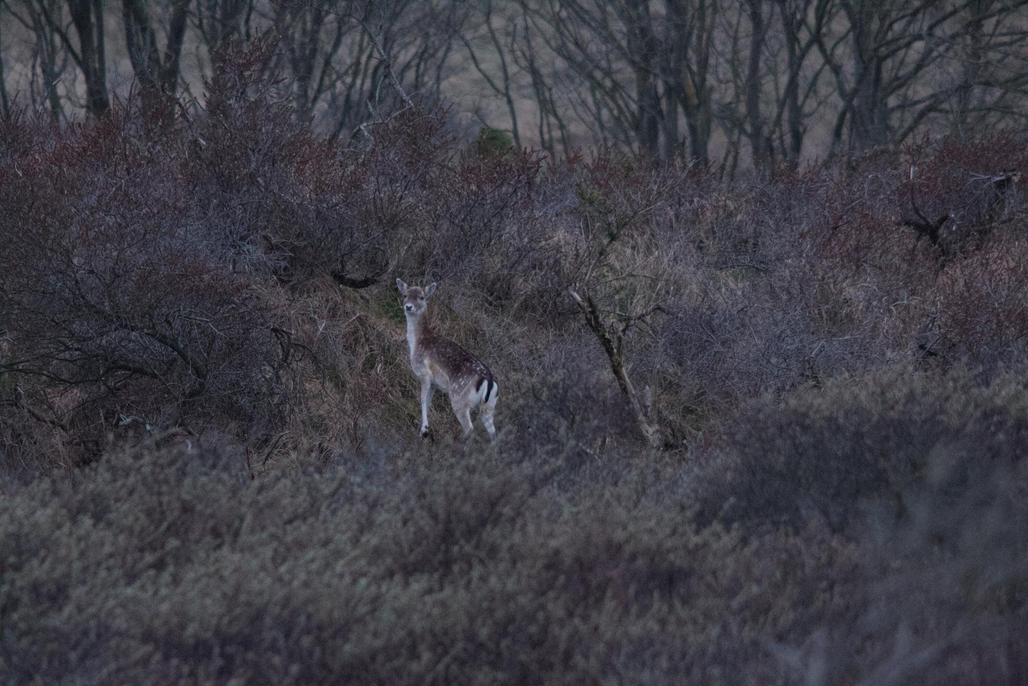 Young fallow deer being curious