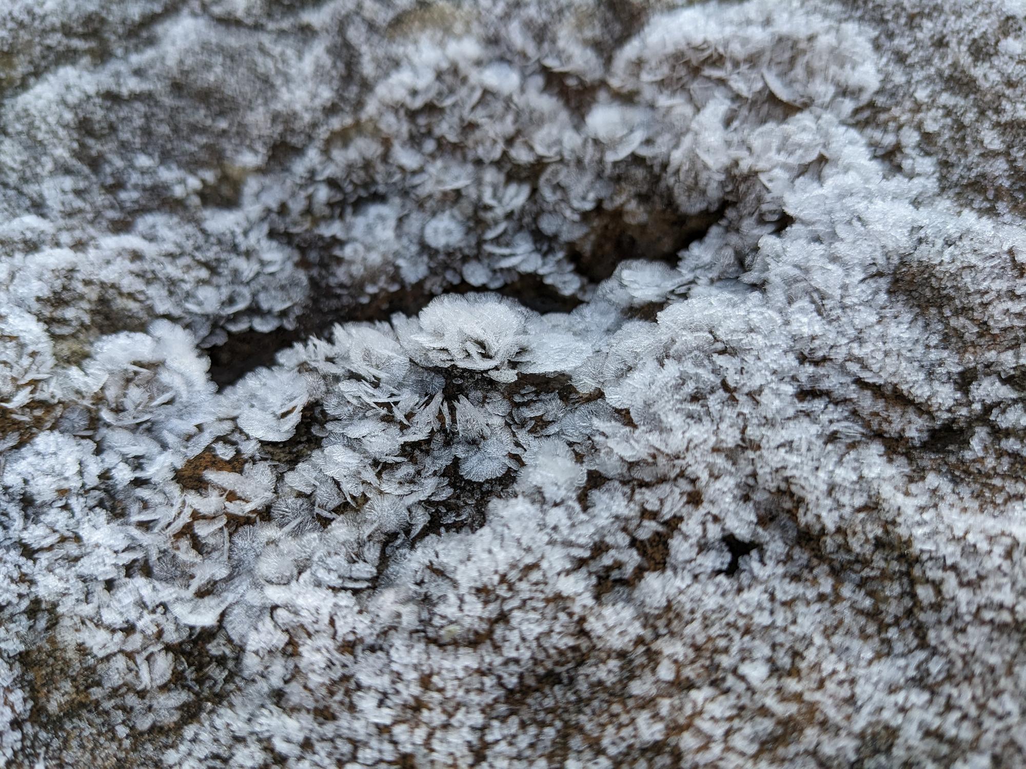 Frozen rose-like forms on a rock