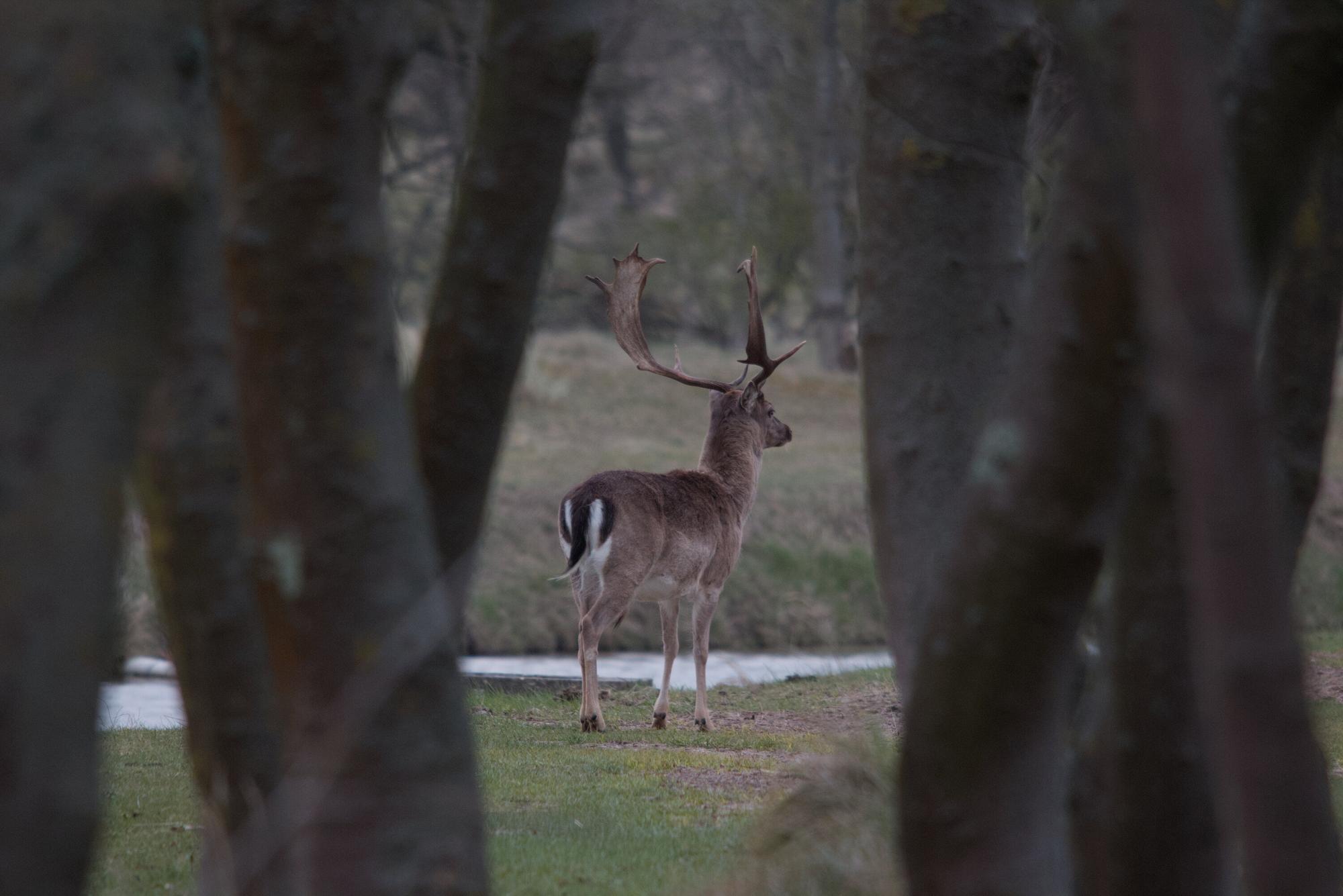 Male fallow deer seen through trees