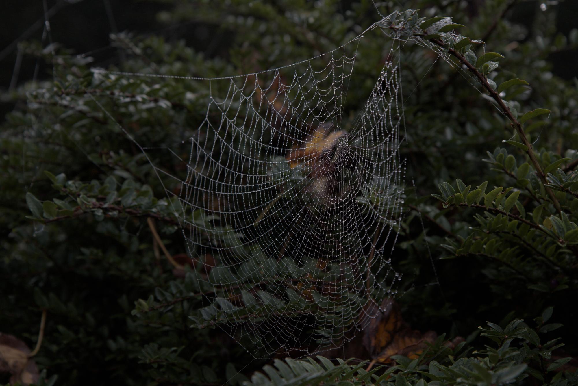 Spider web with dew drops
