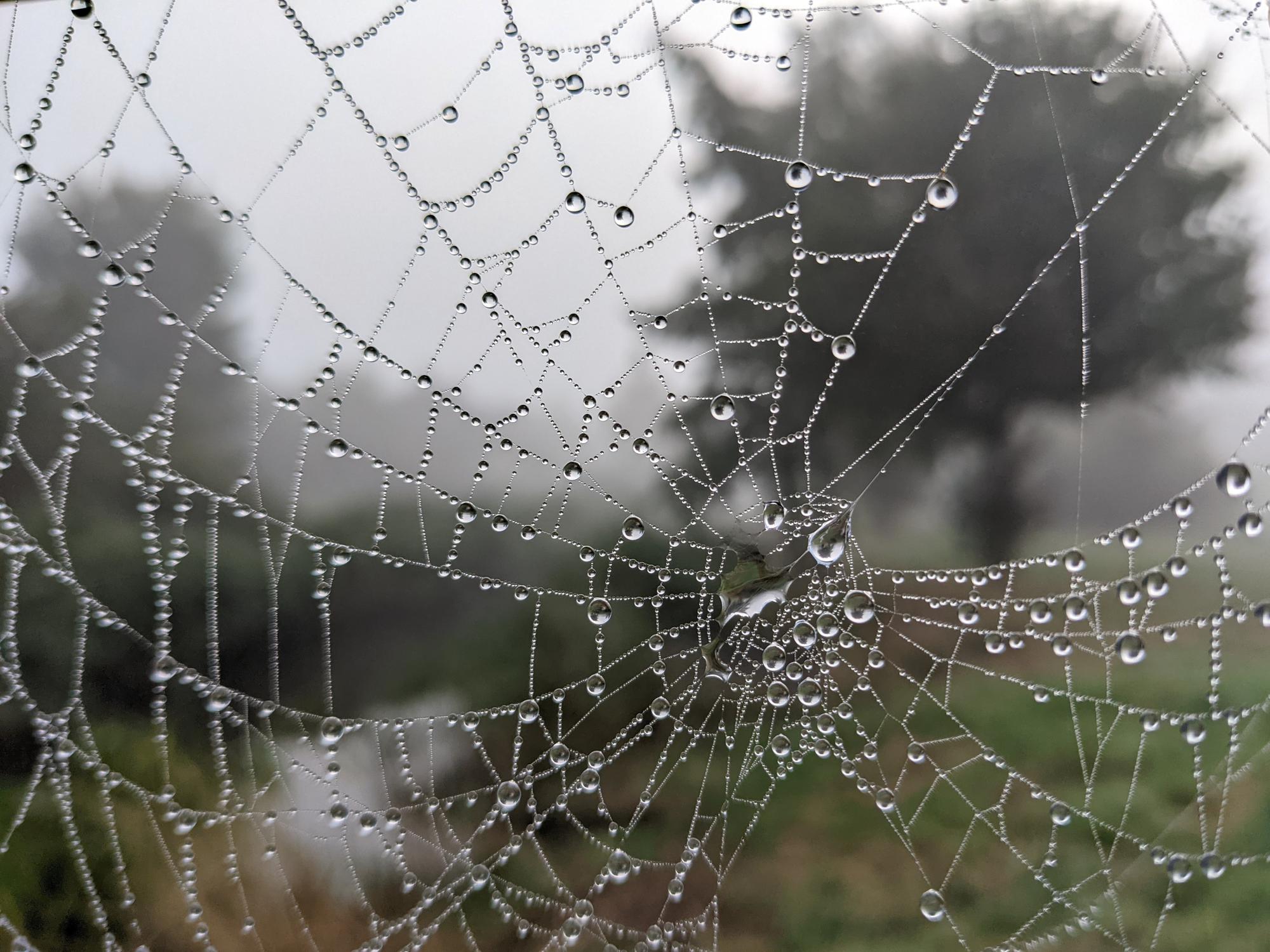 Foggy spiderweb with background of trees