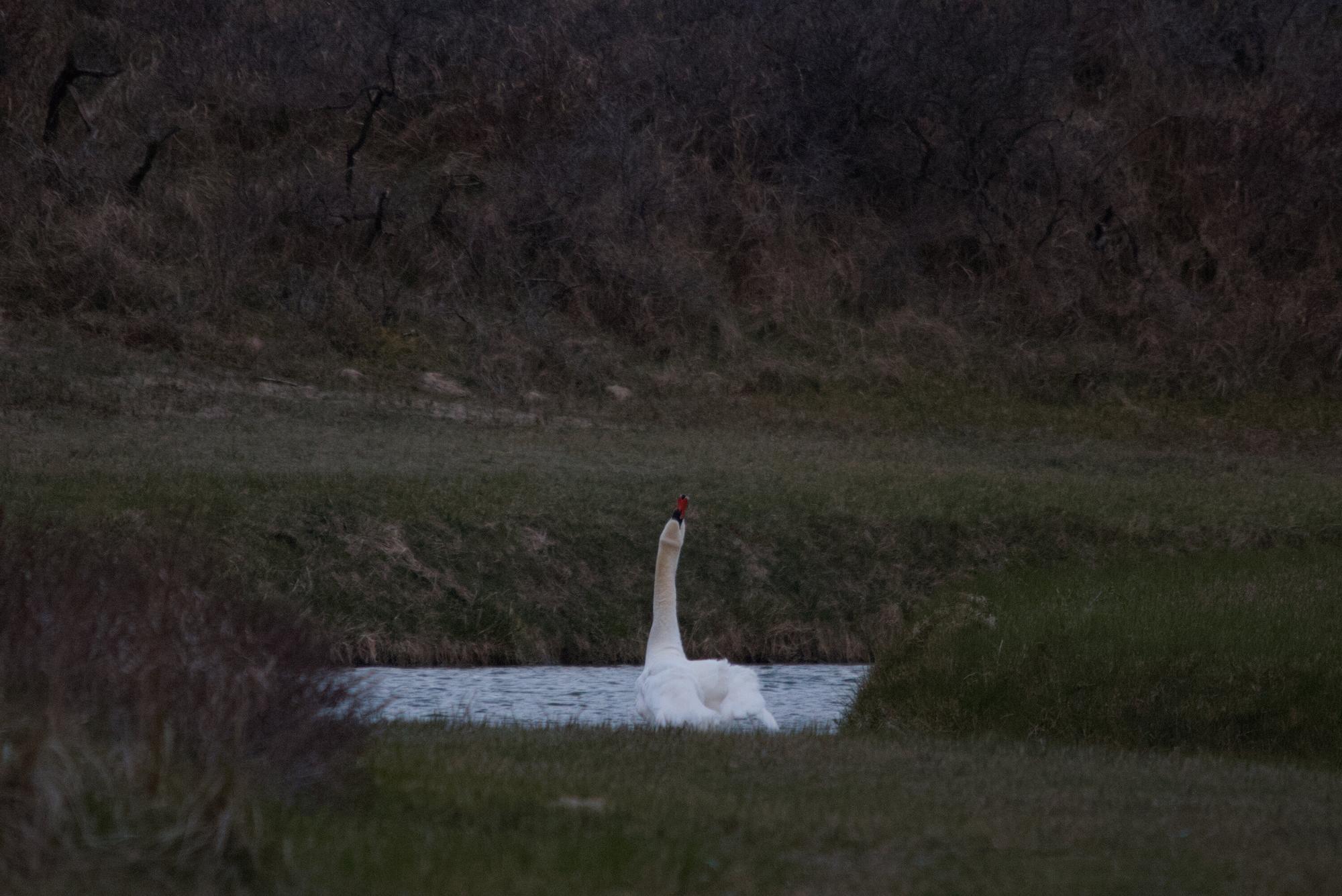 Swan gurgling after brushing its teeth