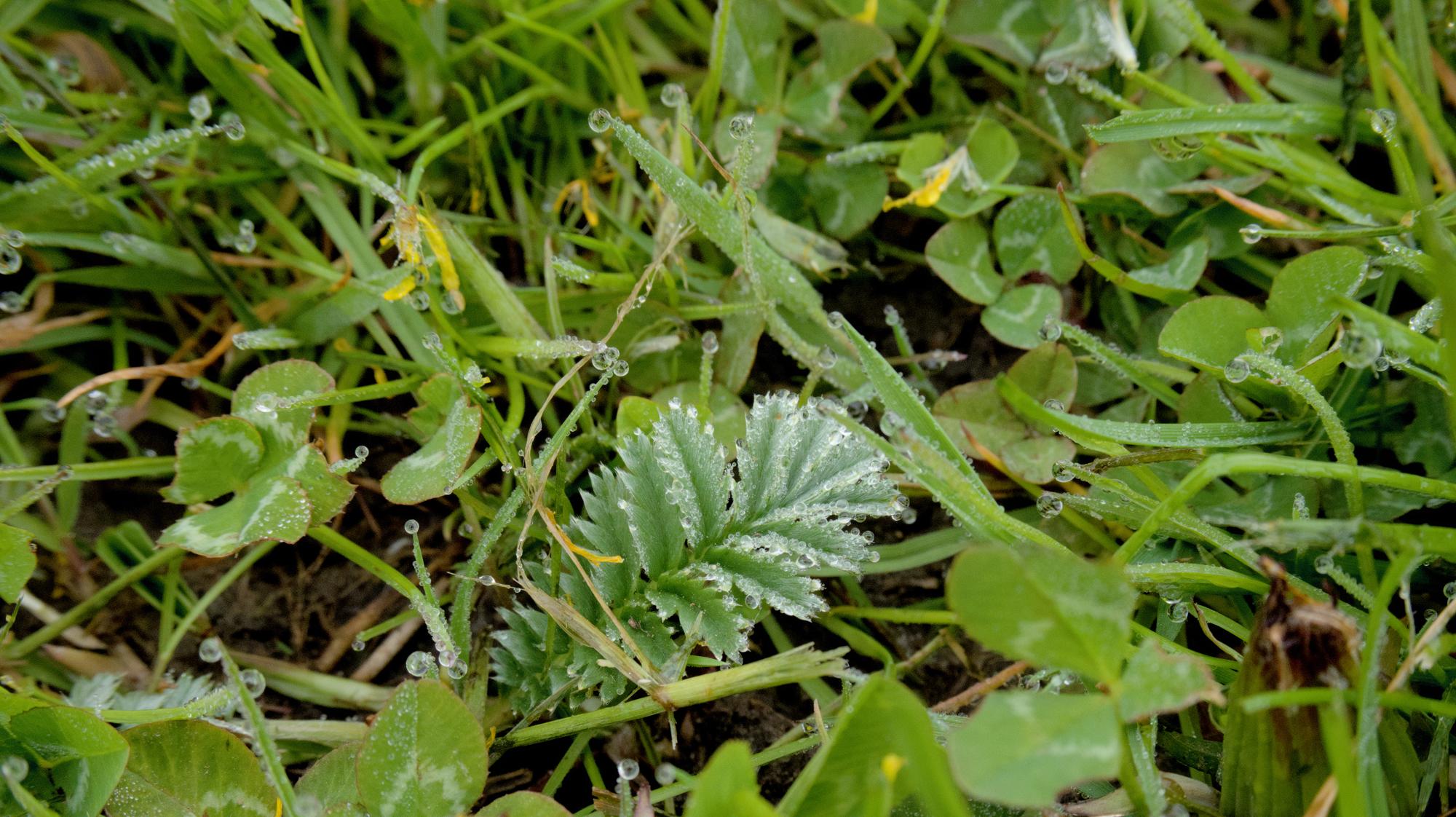 Tiny leaf with lots of dew drops