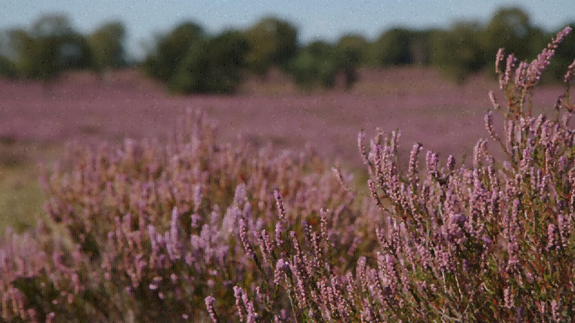 Photo of heathland with a mosaic effect applied with Gimp