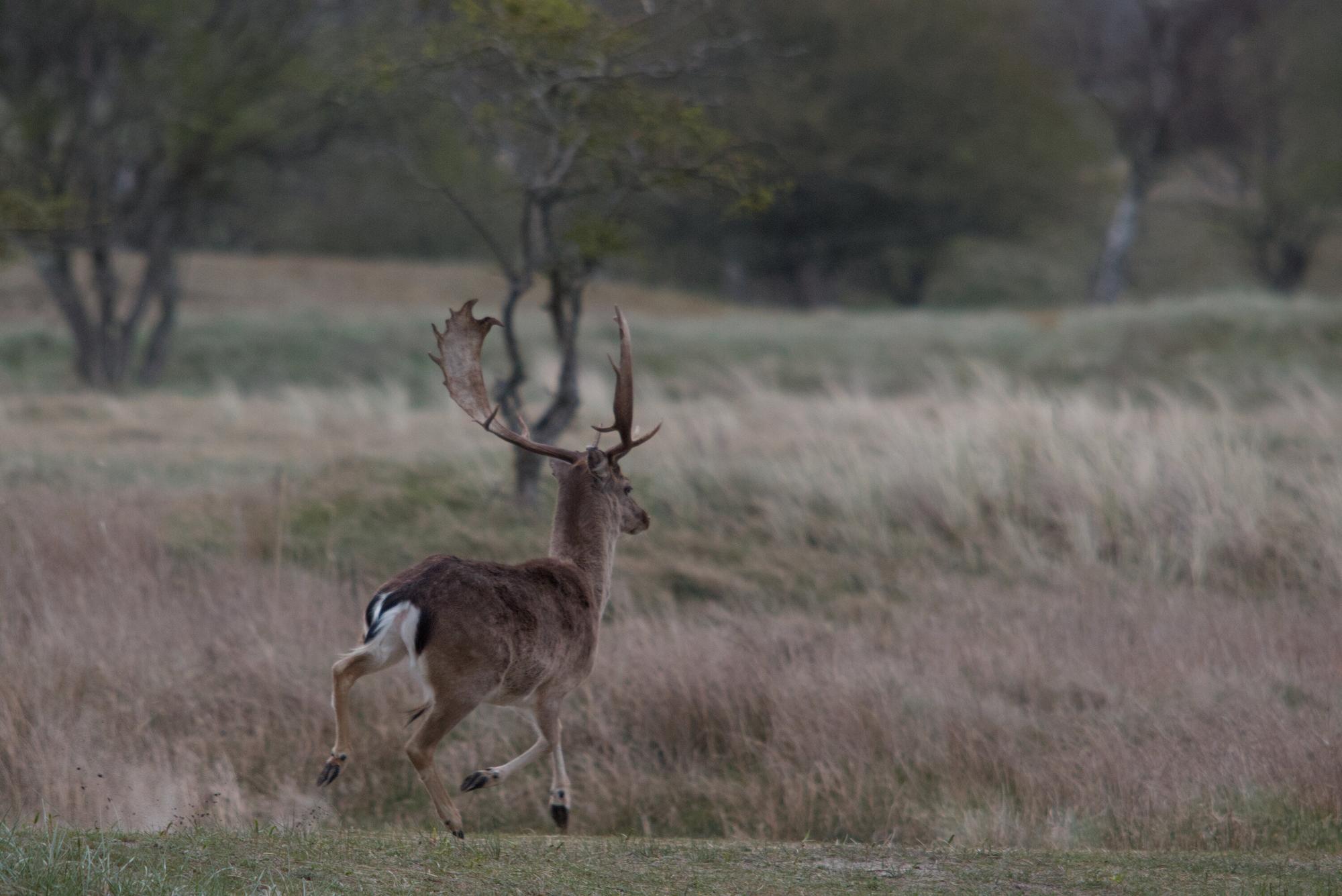 Male fallow deer hoofing it