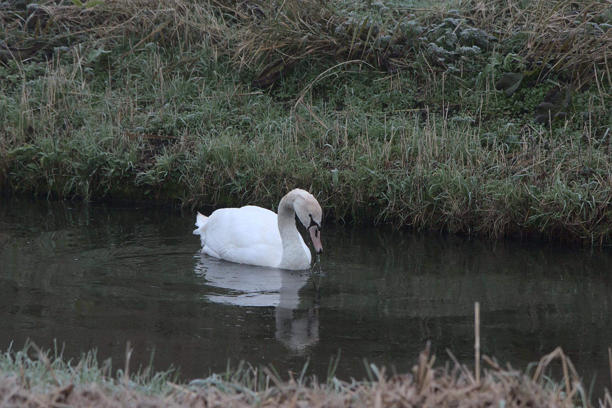 Swan eating in freezing water