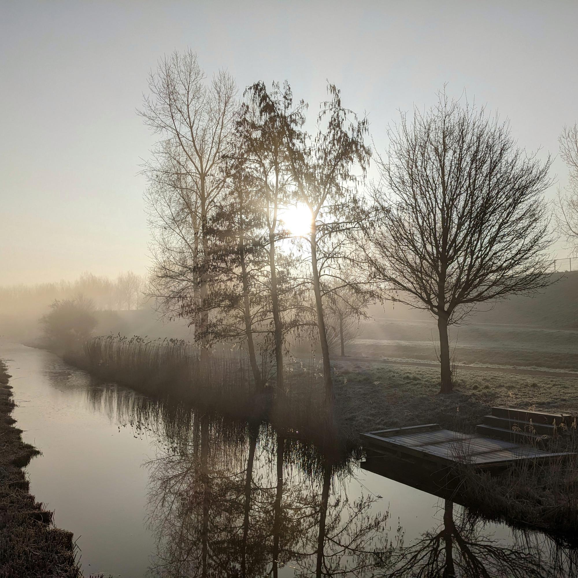 Cluster of trees in the fog with rays of sunlight, in front of a frosty canal